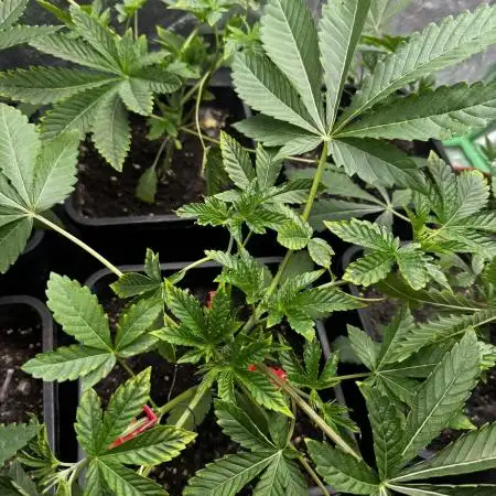 Grounded Genetics New Drops