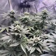 Fruity Cali Strains