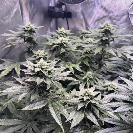 Fruity Cali Strains