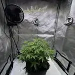 American Pie Organic Earth SCROG