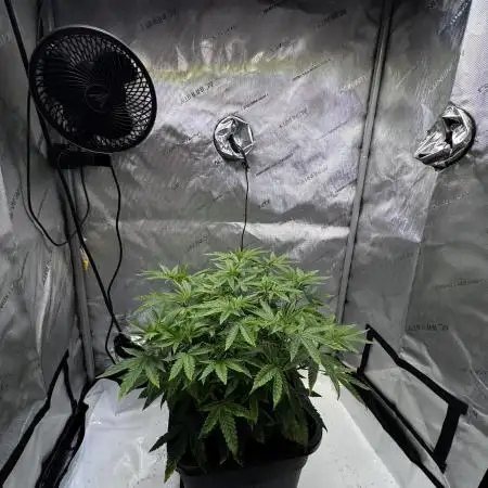 American Pie Organic Earth SCROG