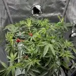 American Pie Organic Earth SCROG