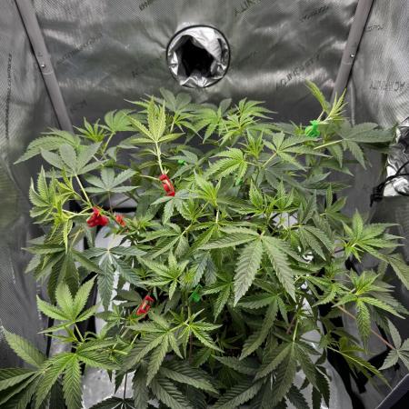 American Pie Organic Earth SCROG