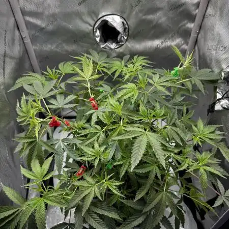 American Pie Organic Earth SCROG