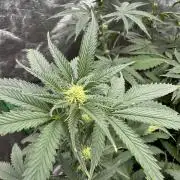 Colorado Nightshifter SCROG