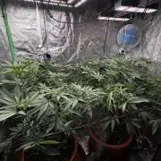 2x Cap Junky Scrog