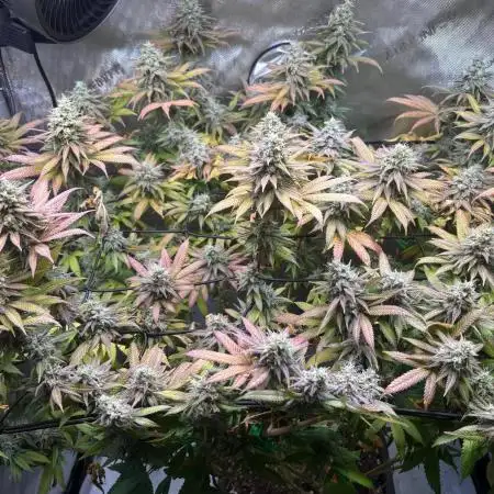 Nana Glue
