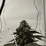 Scrog Seed Junky Lumatek