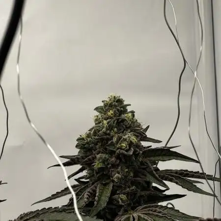 Scrog Seed Junky Lumatek