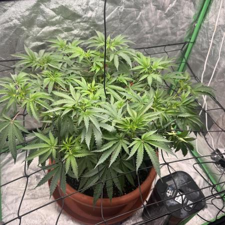 Colorado Nightshifter SCROG