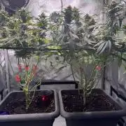 Fruity Cali Strains