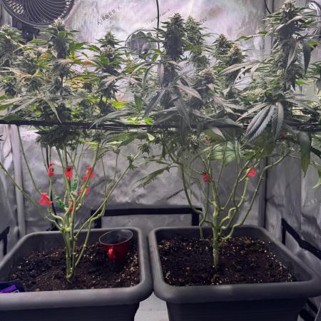Fruity Cali Strains
