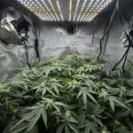 American Pie Organic Earth SCROG