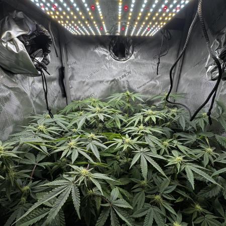 American Pie Organic Earth SCROG