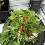 hydroponic Dante’s Cherrycana