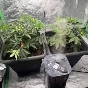 Fruity Cali Strains