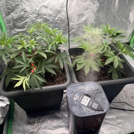 Fruity Cali Strains