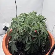 Wizard Trees Potion Scrog