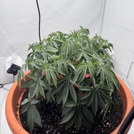 Wizard Trees Potion Scrog