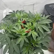 Wizard Trees Potion Scrog