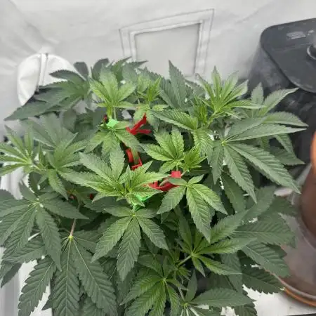 Wizard Trees Potion Scrog