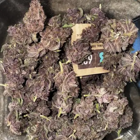 Cali strains 2025