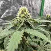 Colorado Nightshifter SCROG