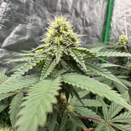Colorado Nightshifter SCROG