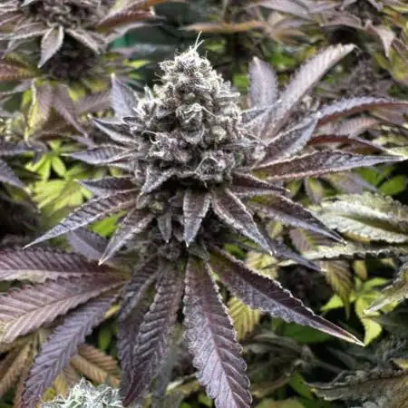 Cali strains 2025