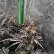 Grounded Genetics New Drops