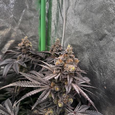 Grounded Genetics New Drops