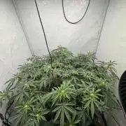 Wizard Trees Potion Scrog