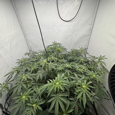 Wizard Trees Potion Scrog