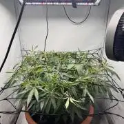 Wizard Trees Potion Scrog