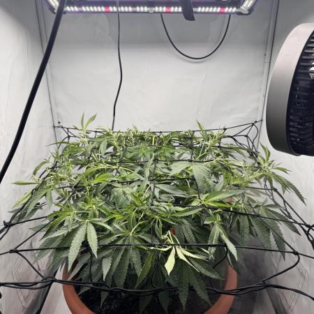 Wizard Trees Potion Scrog