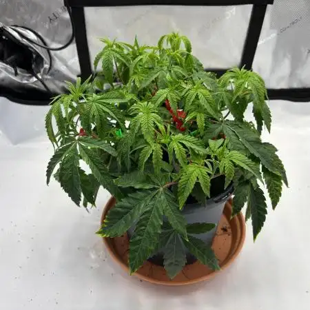 American Pie Organic Earth SCROG
