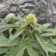 Colorado Nightshifter SCROG