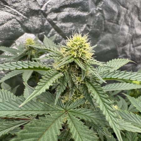 Colorado Nightshifter SCROG