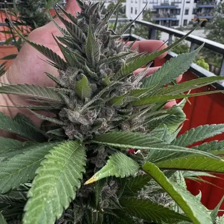 Fast Buds Outdoor 2025