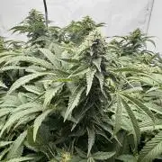 Wizard Trees Potion Scrog