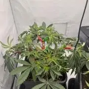 Wizard Trees Potion Scrog