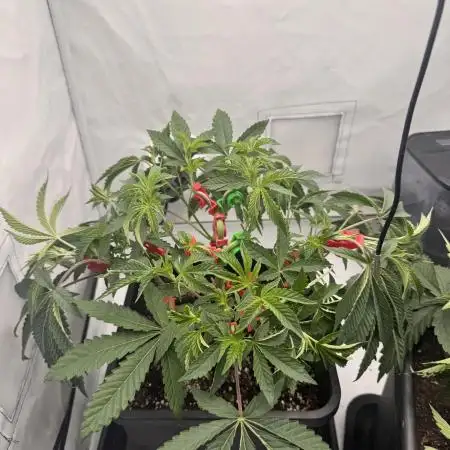 Wizard Trees Potion Scrog