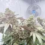 Scrog Seed Junky Lumatek
