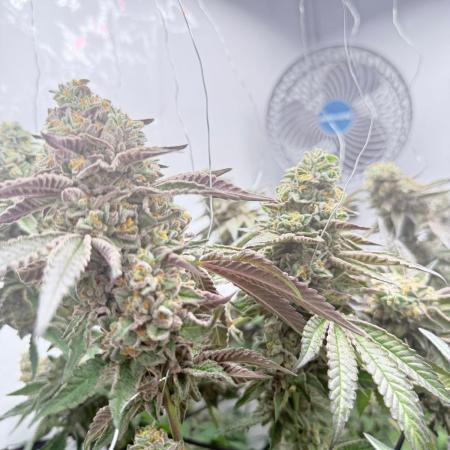 Scrog Seed Junky Lumatek