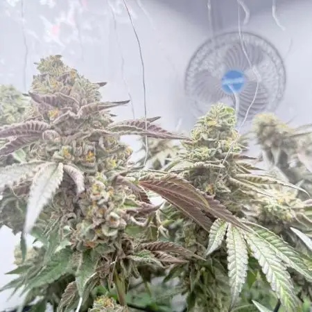 Scrog Seed Junky Lumatek