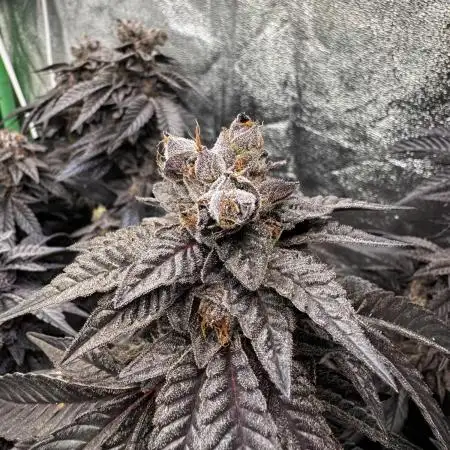 2x Cap Junky Scrog