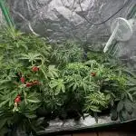 Grounded Genetics New Drops