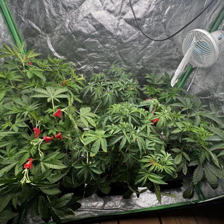 Grounded Genetics New Drops