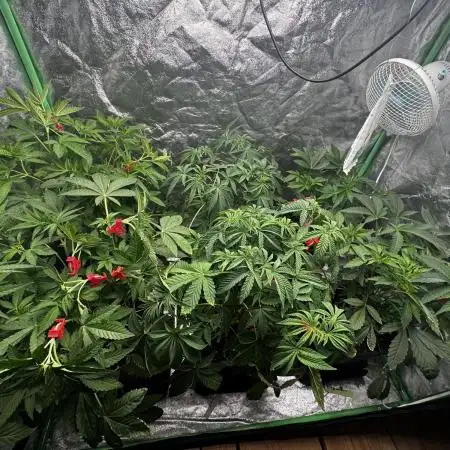 Grounded Genetics New Drops
