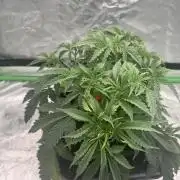 Colorado Nightshifter SCROG